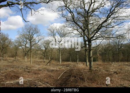 Vor kurzem coppiced Woodland mit Eiche (Quercus robur) Normen und hieben Zweige auf dem Waldboden. Hintergrund der blauen Himmel mit weißen Wolken. Stockfoto