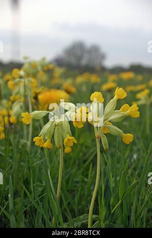 Mehrere blühende Stängel aus Kuhschlein (Primula veris) in einer Wiese im Vordergrund mit einem Hintergrund von Wiesenblumen, Gräsern und Bäumen im distanc Stockfoto