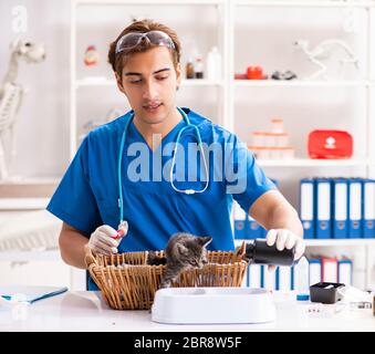 Der Tierarzt Arzt Kätzchen Prüfung in Animal Hospital Stockfoto