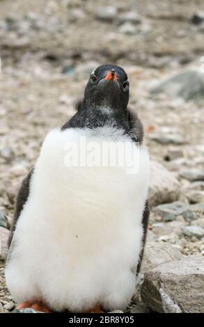 Tierwelt Stockfoto