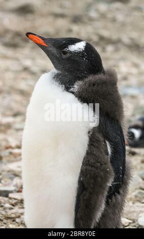 Tierwelt Stockfoto