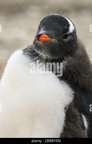 Tierwelt Stockfoto