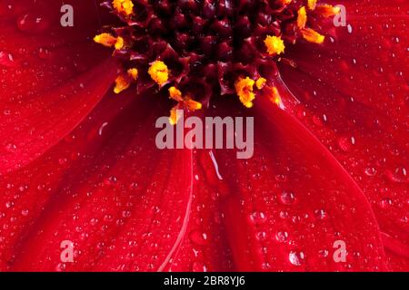 Schöne Makro Nahaufnahme eines roten Dahlie (Happy Days) Blume Blütenblatt und Staubblatt in voller Blüte mit Wassertropfen Stockfoto