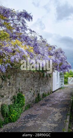 Lila Wisteria in voller Blüte, wachsende über eine Mauer aus Stein Stockfoto