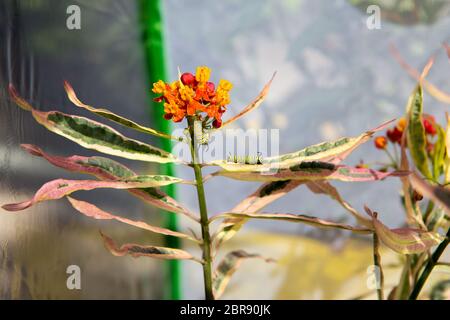 Monarch Schmetterling (Danaus plexippus) Raupen auf einer Milchkrautpflanze in Irvine Süd-Kalifornien; USA Stockfoto