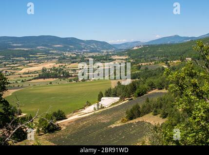 Felder und Wiesen im Tal unten Sault Provence Frankreich Stockfoto