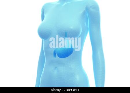 Magen, weiblicher menschlicher Körper, internes Organ, medizinische 3D-Illustration Stockfoto