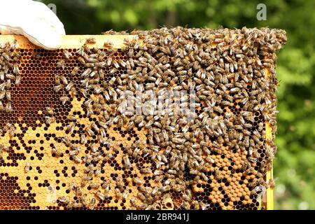 Bienenhalter kontrolliert Bienenrahmen aus einem Bienenstock Stockfoto