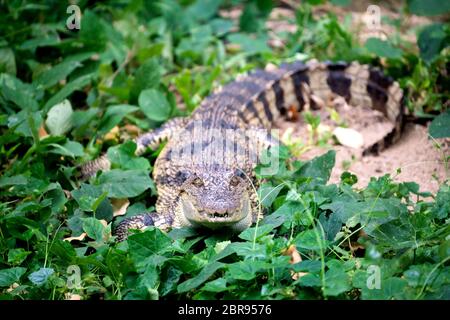 Kleine Krokodil versteckt im grünen Gras in der Nähe des Flusses Stockfoto