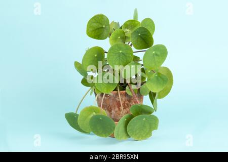 Ein pilea peperomioides, auch als chinesische Geld auf einem türkis Hintergrund bekannt. Sommer Atmosphäre. Minimale Farbe noch Leben Foto Stockfoto