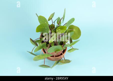 Ein pilea peperomioides, auch als chinesische Geld auf einem türkis Hintergrund bekannt. Sommer Atmosphäre. Minimale Farbe noch Leben Foto Stockfoto