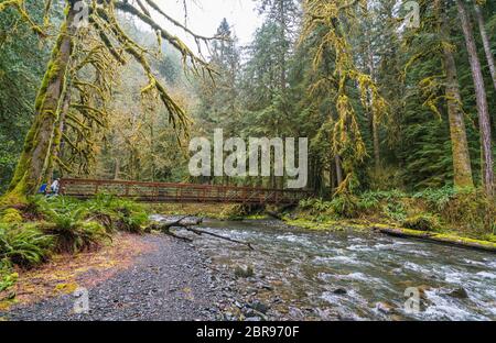 Stahlbrücke über den Fluss im Wald im Olympic National Park, Washington, usa. Stockfoto