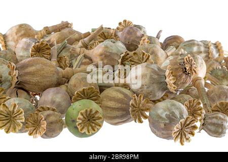 Reife, trockene Poppy seed Pods angehäuft als isoliert auf weißem Hintergrund Stockfoto