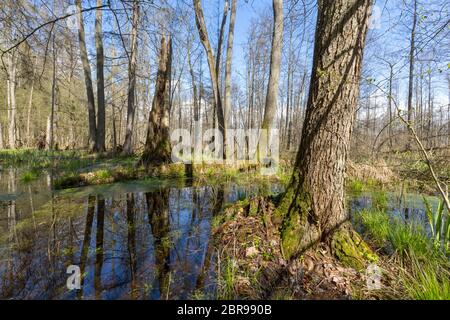 Frühling erle - Wald in der Sonne mit Hochwasser Moor, Wald Bialowieza, Polen, Europa Stockfoto