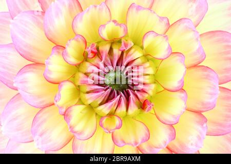 Nahaufnahme einer schönen Dahlia (Dahlia). Deutschland Stockfoto