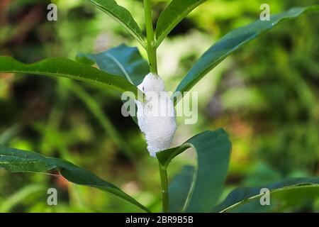 Schaum, der von Spittlebugs auf einer Pflanze produziert wird. Stockfoto