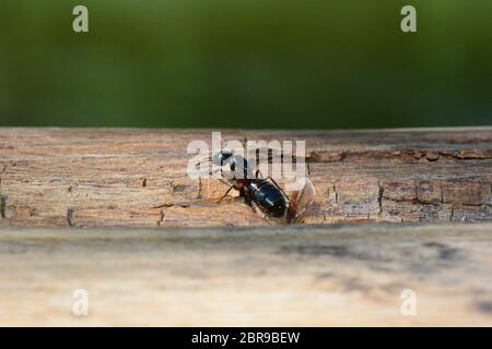 Ant Queen Mit verworfen Flügel auf Holz mit grünem Hintergrund und kopieren Raum Stockfoto