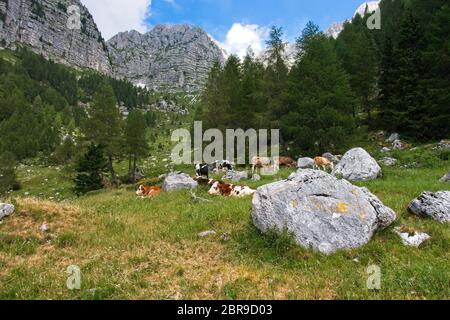 Bauernhof Kühe grasen auf den grünen Hängen der Berge. Das Konzept der ökologischen und Foto Tourismus Stockfoto