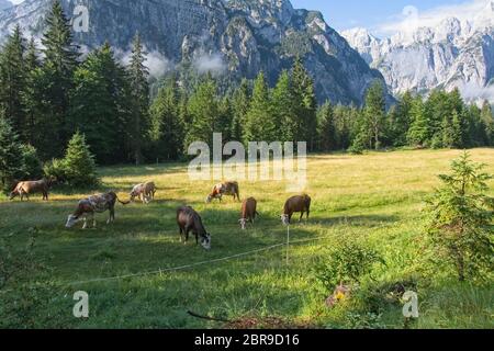 Bauernhof Kühe grasen auf den grünen Hängen der Berge. Das Konzept der ökologischen und Foto Tourismus Stockfoto