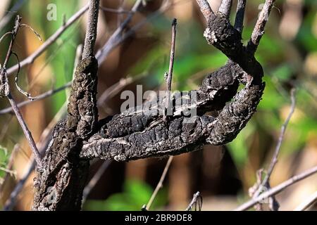 Nahaufnahme des Schwarzen Knoten über eine Niederlassung. Stockfoto