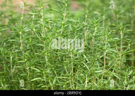 Herzhafte Pflanze (satureja hortensis) im Garten Stockfoto