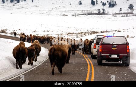 WY04522-00...WYOMING - EIN Büffelstau - EIN Stau, der entsteht, wenn eine Herde entscheidet, dass die Straße der einfachste Weg ist, um von einem Ort zum anderen in Y zu gelangen Stockfoto