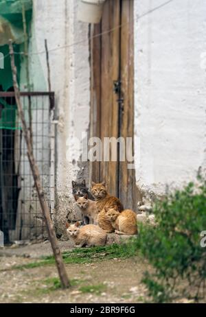 Herde von niedlichen braunen und weißen Katzen auf der Veranda vor dem Eingang Türen sitzen zu Haus im Dorf Stockfoto