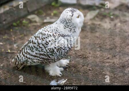 Snowy Owl in einem Käfig im Zoo Stockfoto