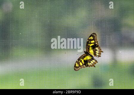 Florfliege Schmetterling sitzt auf einem Net in einem botanischen Garten Stockfoto