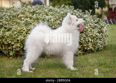 Weißer Welpe Samoyed Husky steht in einem Rack auf dem grünen Rasen Stockfoto