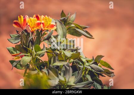 Eine Bush von orange Alstromeria Flowers, Orange Herrlichkeit in einem Garten in Nordgriechenland Stockfoto