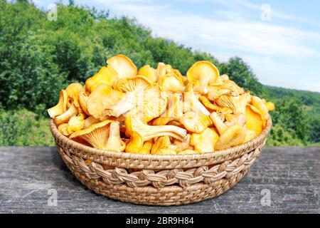 Korb voller Frische gelbe Pilze Pfifferlinge in einem Hintergrund von grünen Büschen und blauer Himmel im Sommer, Frontansicht Foto Stockfoto