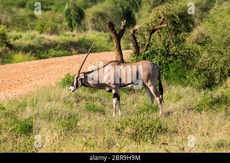 Beisa Oryx in der Samburu National Reserve. Ein einsamer Beisa Oryx in der Savanne Gräser gegen einen Berg Hintergrund in der Samburu National Reserve, Kenia n Stockfoto