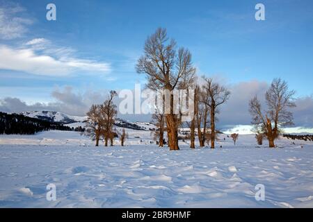 WY04530-00...WYOMING - erste Lichteinfall in einem Hain aus Baumwollholz im Lamar Valley des Yellowstone National Park. Stockfoto