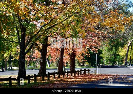 Bäume in einem Park ein Warragamba Dam westlich von Sydney, Australien Stockfoto