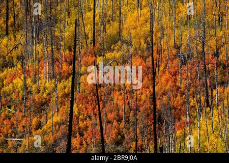 Nach dem Brand, Hope Creek, Rio Grande National Forest, San Juan Mountains, Colorado Stockfoto