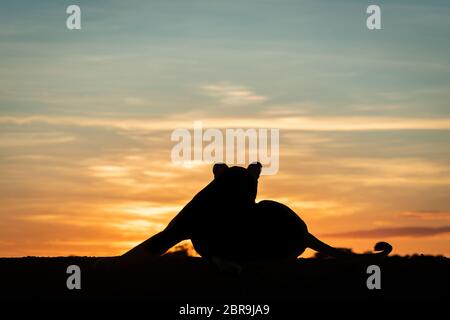 Eine Löwin liegt am Horizont die Silhouette gegen den Golden Sky bei Sonnenaufgang. Sie ist mit Blick auf die Kamera mit einem Bein auf einer Seite gestreckt und Ihr Stockfoto