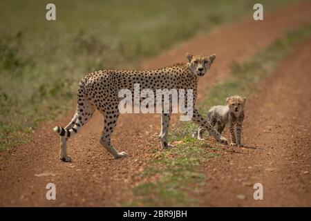 Eine Gepardin mit Jungen cub kreuzt ein Feldweg in der Sonne. Sie haben beide braunes Fell mit schwarzen Flecken bedeckt, und beide sind auf der Suche nach Stockfoto