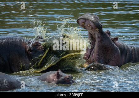 Zwei männliche Flusspferde gegeneinander in einem Fluss neben einem jungen Kalb. Man öffnet seinen Mund, der Andere mit grünem Wasser. Stockfoto