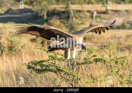 Afrikanische weiß-backed Vulture kommt für die Landung Stockfoto