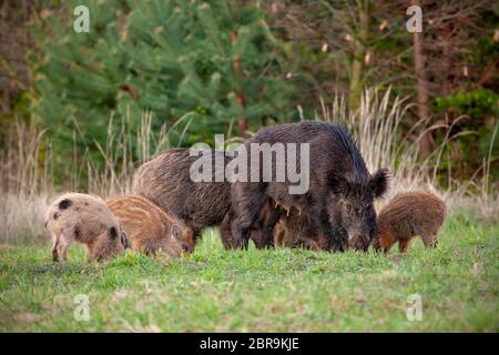 Wildschwein, Sus scrofa, Herde mit Mutter Wildsäe und junge ausgekleidete Ferkel weiden im Frühjahr auf einer grünen Wiese. Gruppe von Wildtieren, die sich im Naturnum ernähren Stockfoto