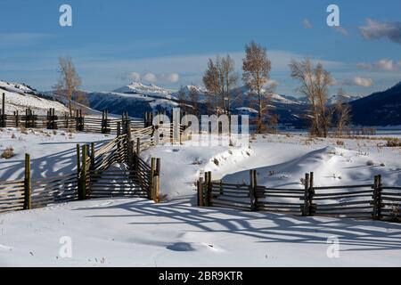 WY04548-00...WYOMING - Aspen und Korallen auf der schneebedeckten Buffalo Ranch im Lamar Valley des Yellowstone National Park. Stockfoto