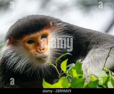 Verhalten der Roten shanked Les Marines Langur (Pygathrix nemaeus) Stockfoto