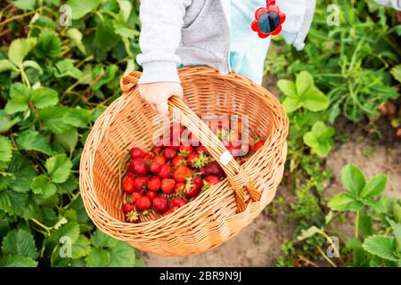 Süße Mädchen Kommissionierung Erdbeeren im Garten Stockfoto