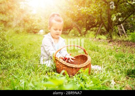 Mädchen, frisch gepflückt Kirschen in den Warenkorb. Stockfoto