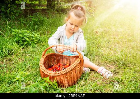 Mädchen, frisch gepflückt Kirschen in den Warenkorb. Stockfoto