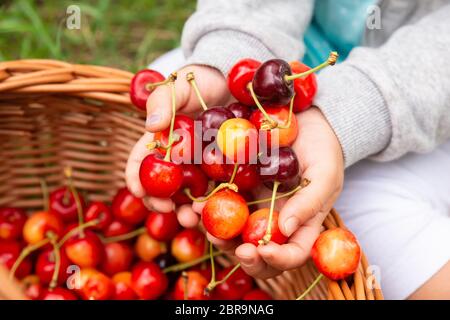 Mädchen Hände, frisch gepflückt Kirschen in den Warenkorb. Stockfoto