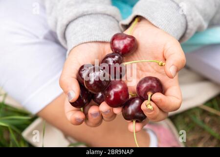 Mädchen Hände, frisch gepflückt Kirschen in den Warenkorb. Stockfoto