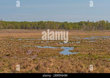 Auf der Suche nach Wilde Pferde grasen in einem Sumpfgebiet in Chincoteague National Wildlife Refuge in Virginia Stockfoto