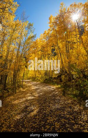 Teppich aus goldenen Espenblättern auf Lime Creek Road im Herbst mit Sonneneinbruch, San Juan National Forest, San Juan County, Colorado Stockfoto